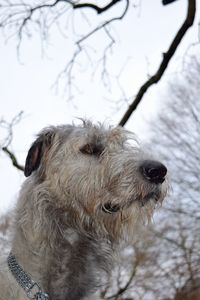 Close-up portrait of dog during winter