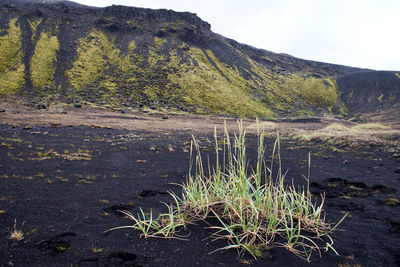 Plants growing on land against sky