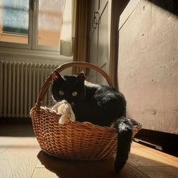 Portrait of cat sitting in basket