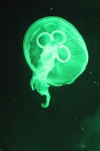 Close-up of jellyfish in water