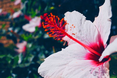 Close-up of red hibiscus blooming outdoors