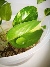 Close-up of green plant in water
