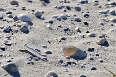 High angle view of shells on sand