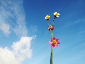 Low angle view of flowering plant against blue sky