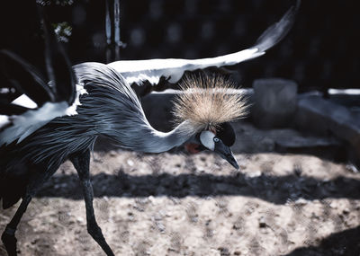 Close-up of bird flying in zoo