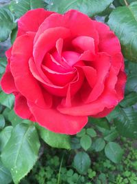 Close-up of red rose