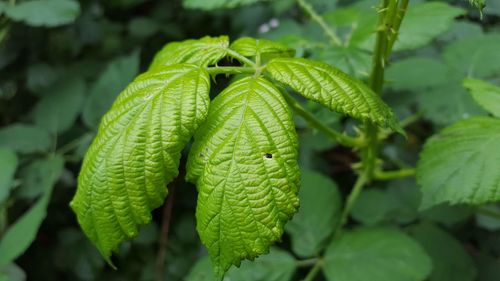 Close-up of wet leaves