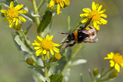 Close-up of bee on yellow flower