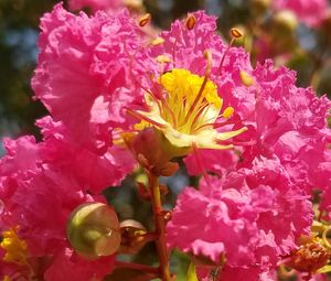 Close-up of pink flowers