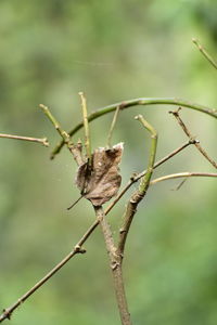 Close-up of insect perching on plant