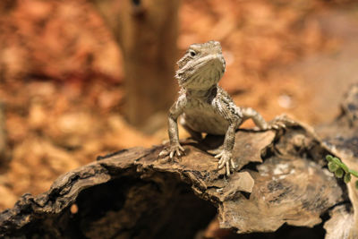 Close-up of lizard sitting outdoors