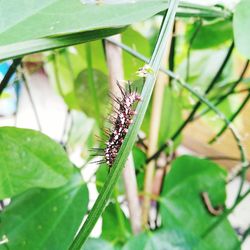 Close-up of insect on leaf