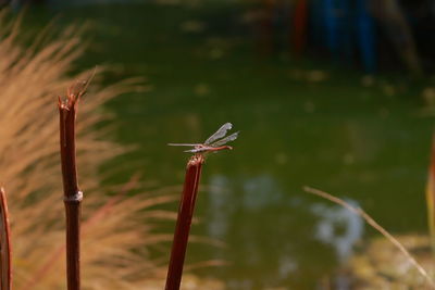 Close-up of bird flying