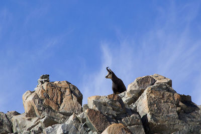 Low angle view of mountain goat on rocks against sky