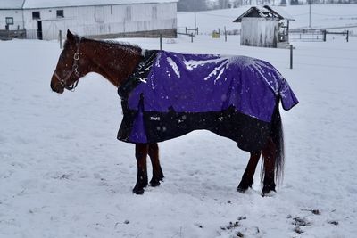 Horse running on snow covered field