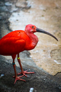 Close-up of bird perching on rock