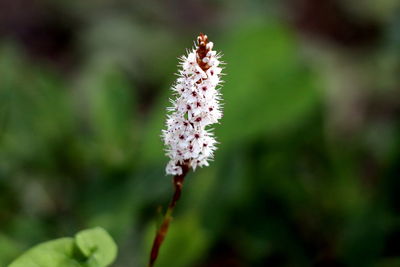 Close-up of white flowering plant