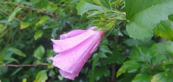 Close-up of raindrops on pink rose leaves