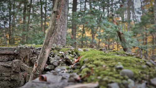 Close-up of moss growing on tree trunk