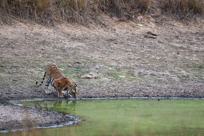 View of drinking water from lake