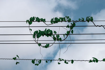 Low angle view of power lines against sky