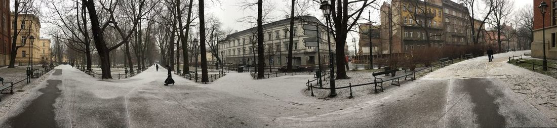 Panoramic shot of bare trees in winter