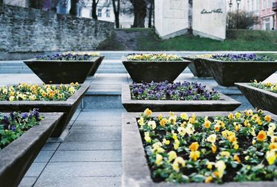 Potted plants in park