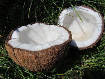 Close-up of white flower