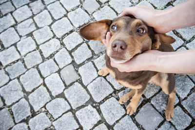 Portrait of woman holding dog