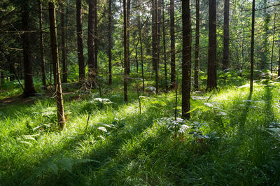 Trees growing in forest