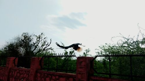 Birds perching on branch