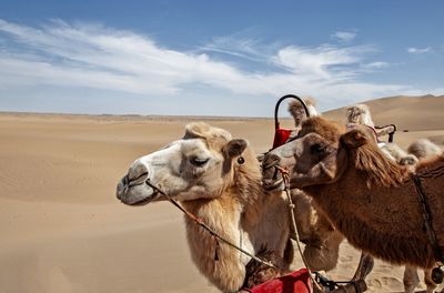 Horse standing on sand at desert