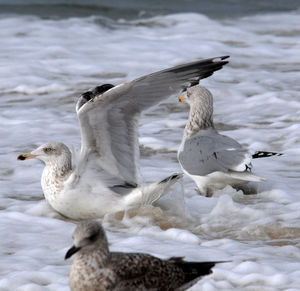 View of seagulls on sea shore during winter