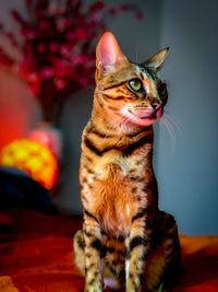 Close-up of a cat looking away