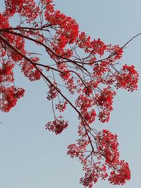 Low angle view of trees against clear sky