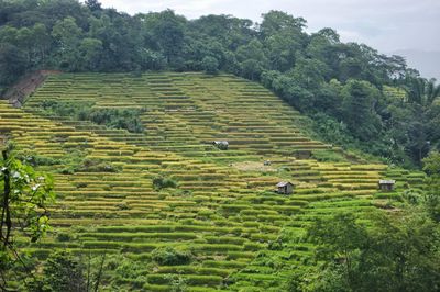 Scenic view of agricultural field