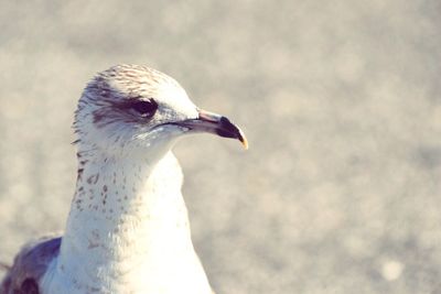 Close-up of seagull looking away