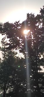 Low angle view of sunlight streaming through tree