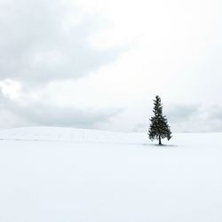 Pine tree on snow covered field against sky