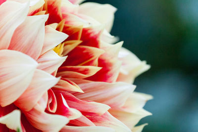 Close-up of red rose flower