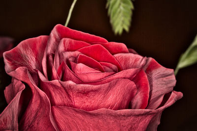 Close-up of rose bouquet against black background