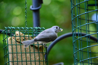 Bird perching on chainlink fence