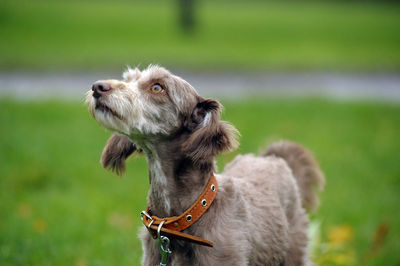 Close-up of a dog looking away