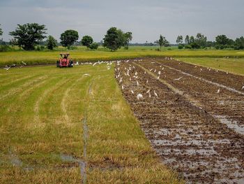Scenic view of agricultural field against sky