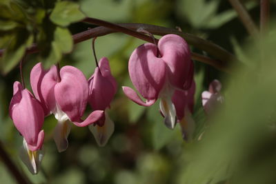 Bleeding heart close up