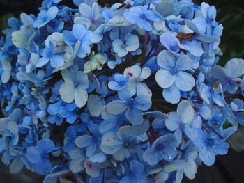 Full frame shot of blue hydrangea blooming in garden