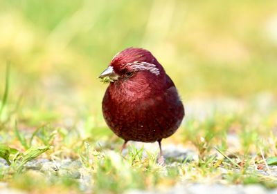 Close-up of a bird on field