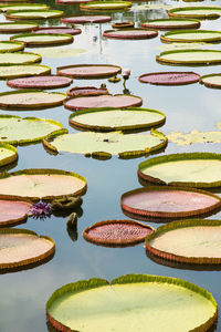 Lotus leaves floating on lake