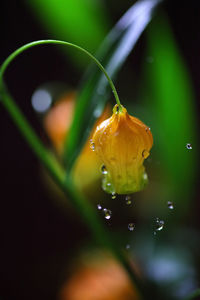 Close-up of water drops on leaf