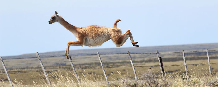 Giraffe jumping on field against clear sky